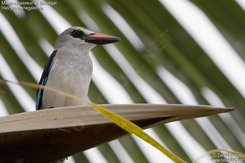 Woodland Kingfisher