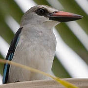 Woodland Kingfisher