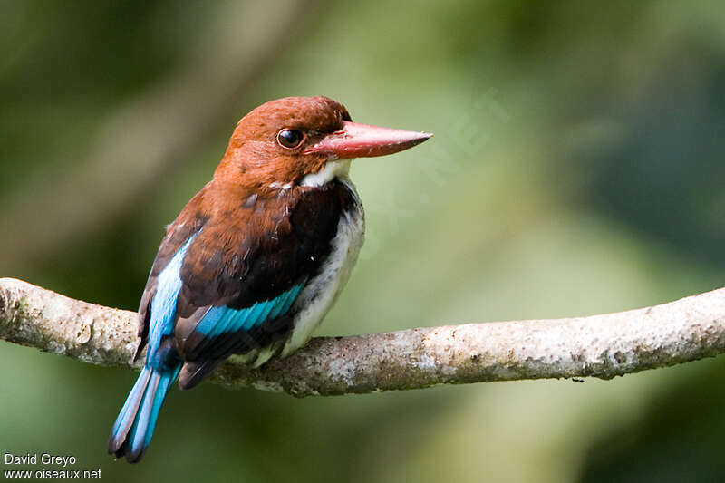 Chocolate-backed Kingfisheradult, identification