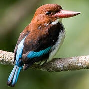 Chocolate-backed Kingfisher