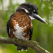 Giant Kingfisher