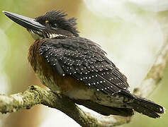 Giant Kingfisher