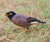 Common Myna