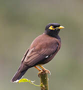 Common Myna