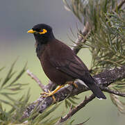 Common Myna