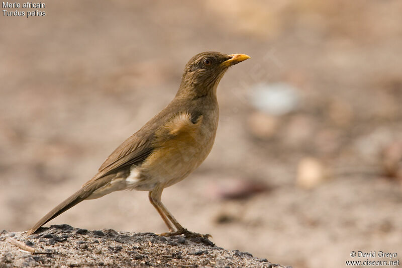 African Thrush