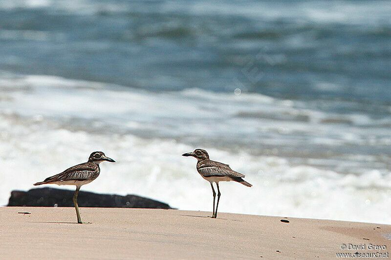 Water Thick-knee