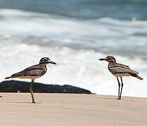 Water Thick-knee