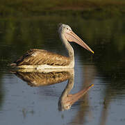 Spot-billed Pelican