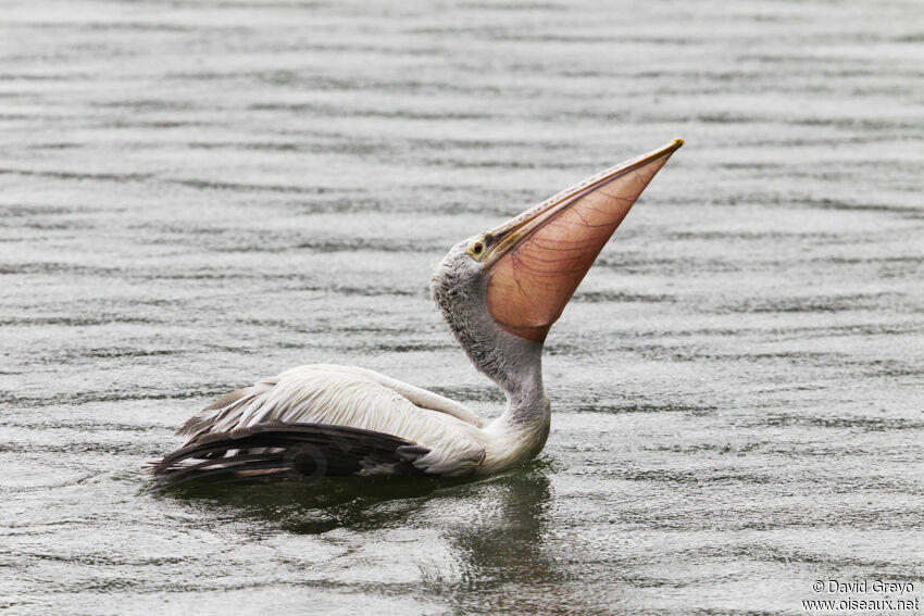 Spot-billed Pelican