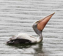 Spot-billed Pelican