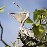 Brown Pelican