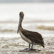 Brown Pelican