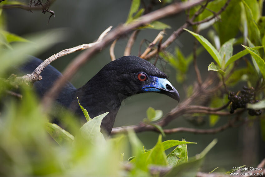 Black Guan