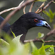 Black Guan