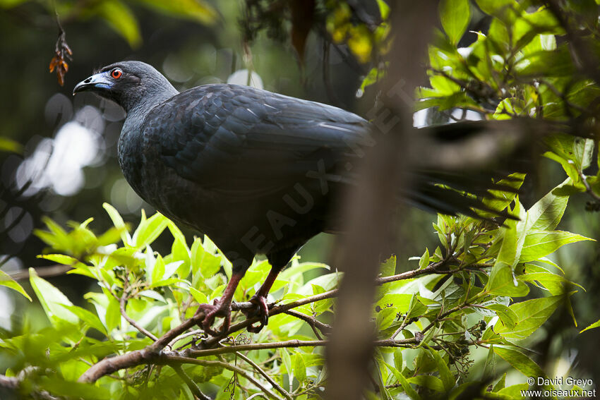 Black Guan