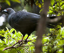 Black Guan