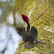 Pale-billed Woodpecker