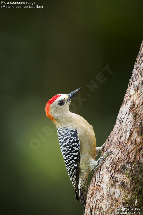 Red-crowned Woodpecker