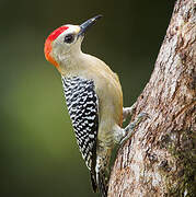 Red-crowned Woodpecker