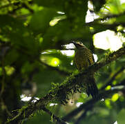 Spot-breasted Woodpecker