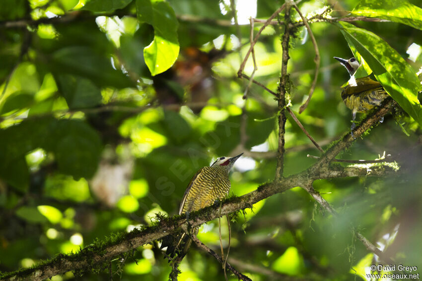 Spot-breasted Woodpecker