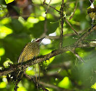 Spot-breasted Woodpecker