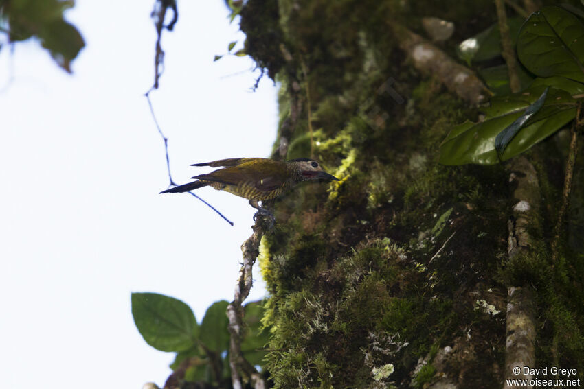 Spot-breasted Woodpecker