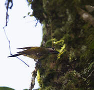 Spot-breasted Woodpecker