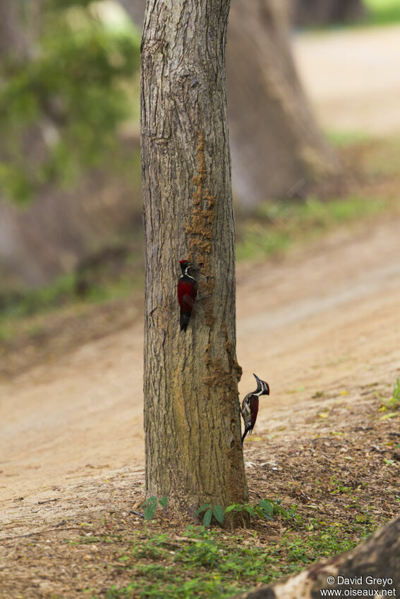 Red-backed Flameback