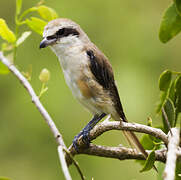 Brown Shrike