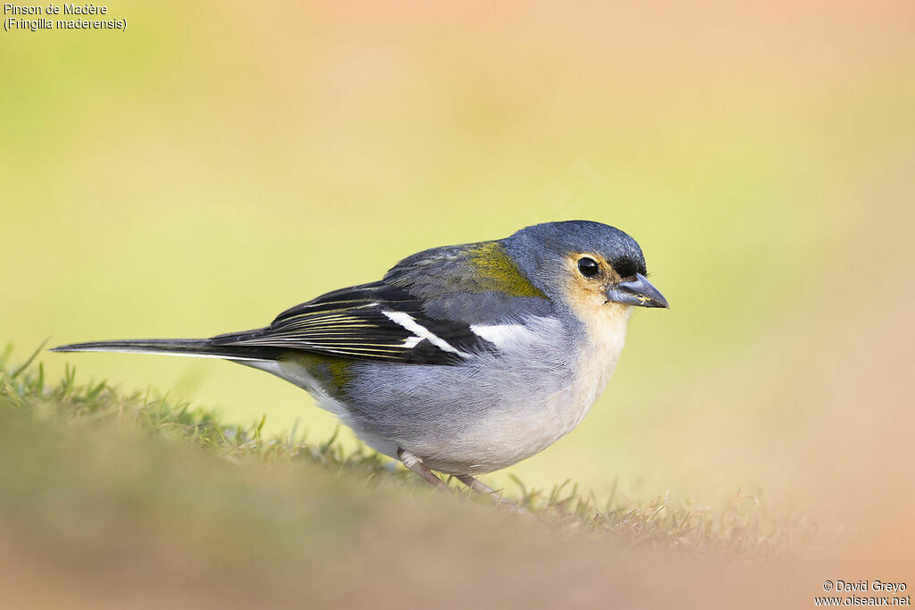 Madeira Chaffinch male