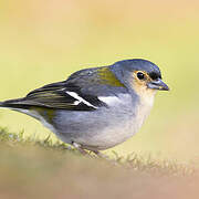 Madeira Chaffinch