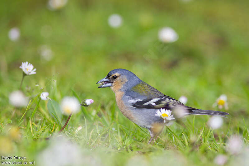 Azores Chaffinch male adult breeding