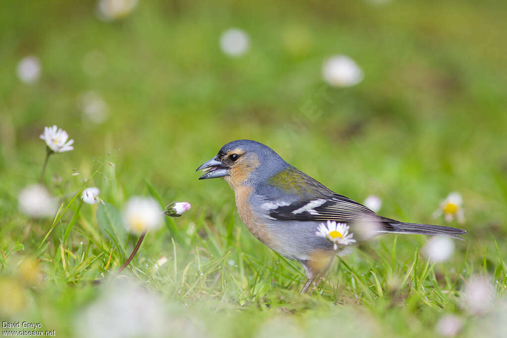 Azores Chaffinch male adult breeding