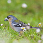 Azores Chaffinch