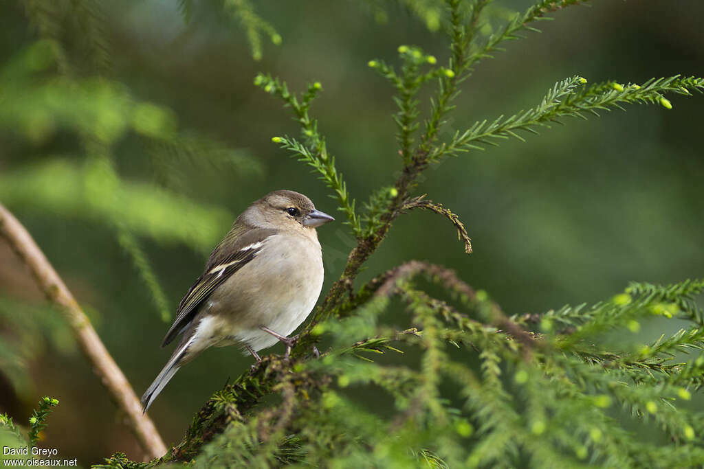 Azores Chaffinch female adult breeding