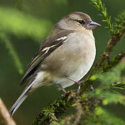 Azores Chaffinch