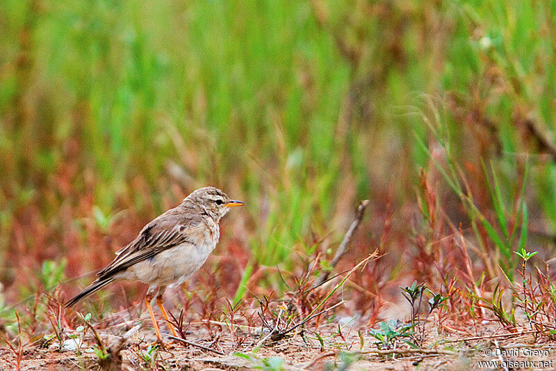 Long-legged Pipit