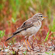 Long-legged Pipit