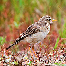 Pipit à longues pattes