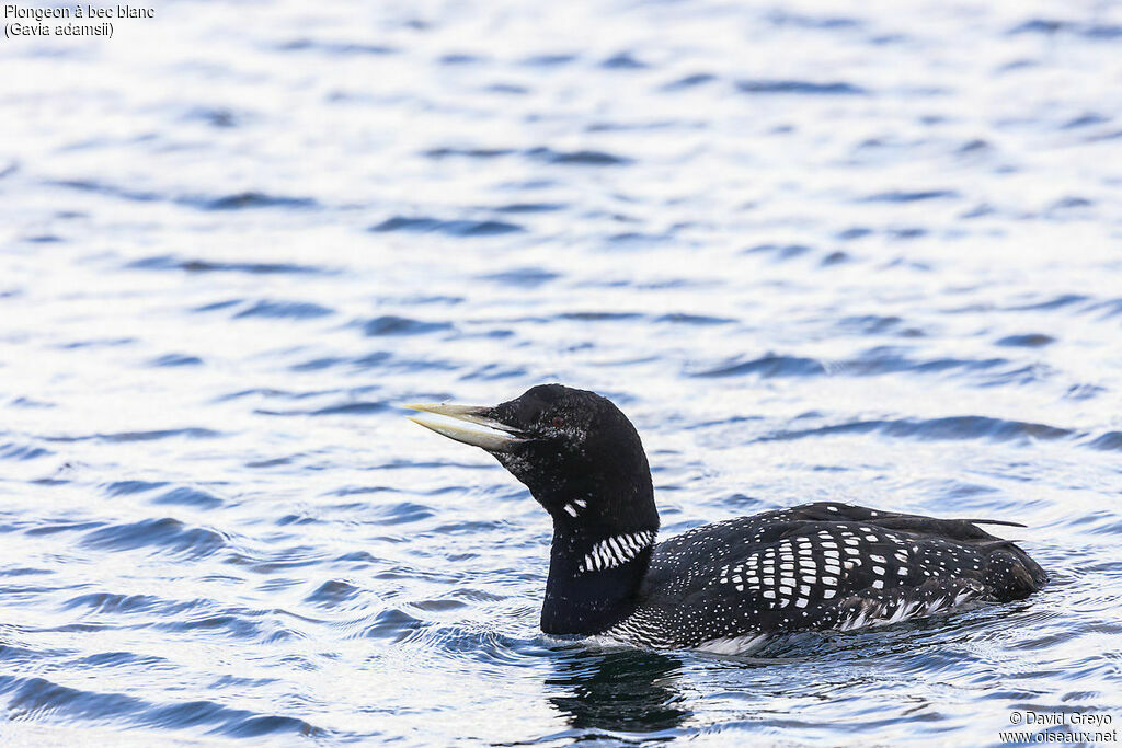 Yellow-billed Loon male adult breeding