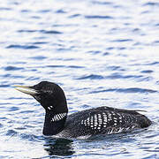 Yellow-billed Loon