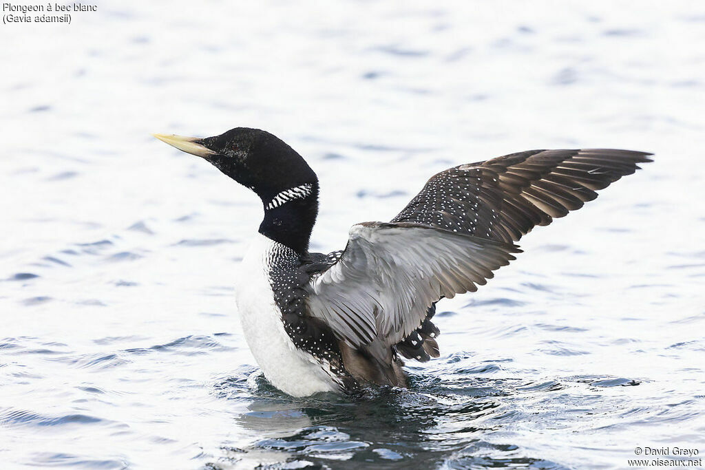 Yellow-billed Loon male adult breeding