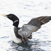 Yellow-billed Loon