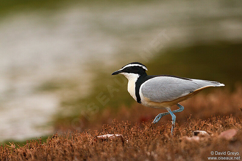 Egyptian Plover