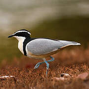 Egyptian Plover