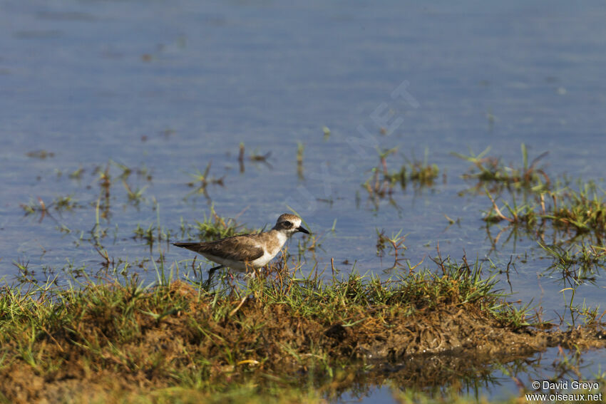 Tibetan Sand Plover