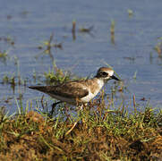 Tibetan Sand Plover