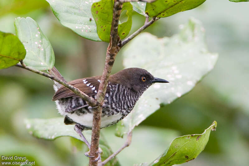 Prinia rayéeadulte, identification